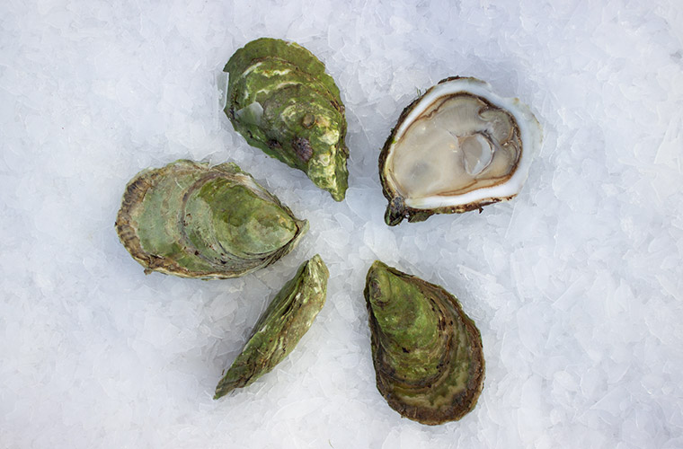 Sand Dune Oyster — Oysterology Online Pangea Shellfish Company